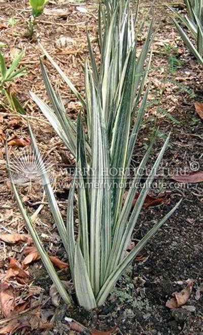 Sansevieria trifasciata 'Bamtels Sensation'